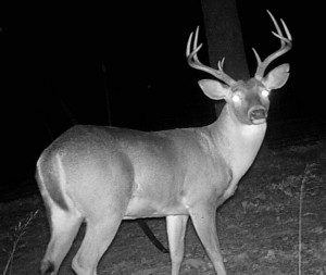 Deer shooting at night