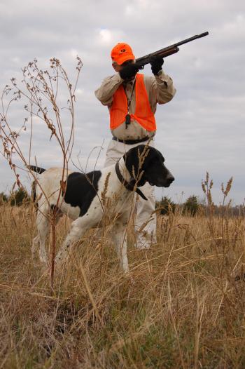 Quail Hunting Dog Heismen