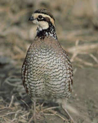 male bobwhite quail