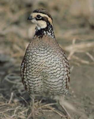 quail_bobwhite